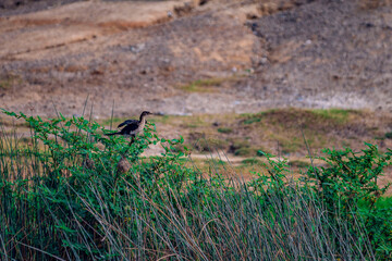 wild bird in the grass