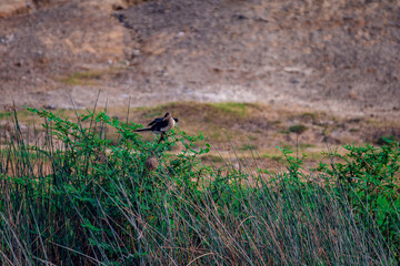 wild bird in the grass