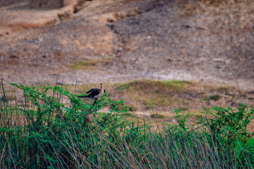 wild bird in the grass