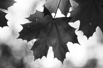 maple leaf backlit by the sun