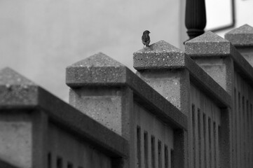 bird sitting on a concrete railing