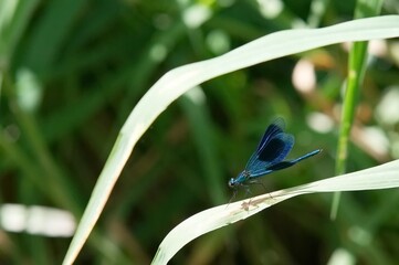 dragonfly sitting on a green leaf of grass