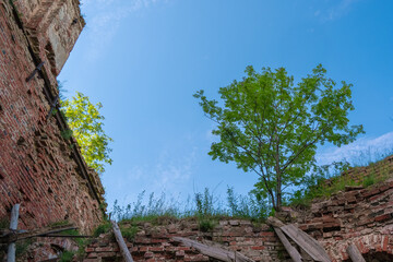 Tree on ancient ruins