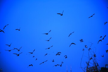 Domestic pigeons / feral pigeon (Gujarat - India) flock in flight against blue sky