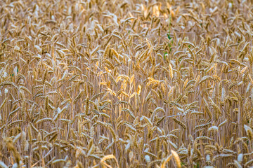 Golden yellow ripe ears of wheat or rye in a field at the end of summer on sunny day. Close up of ukrainian wheat. Agriculture field background.
