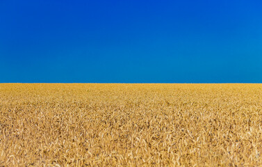 Closeup of harvest of ripe golden wheat rye ears under a clear blue sky in background. Symbol of...