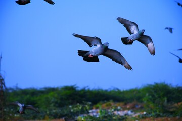 Domestic pigeons / feral pigeon (Gujarat - India) flock in flight against blue sky