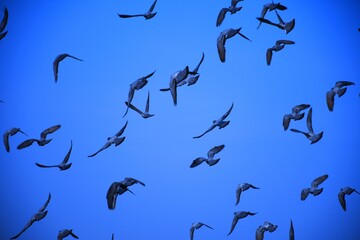 Domestic pigeons / feral pigeon (Gujarat - India) flock in flight against blue sky