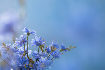 chicory flowers close up  on blue background