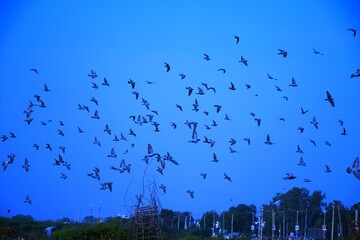 Domestic pigeons / feral pigeon (Gujarat - India) flock in flight against blue sky