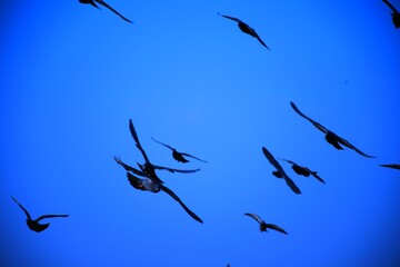 Domestic pigeons / feral pigeon (Gujarat - India) flock in flight against blue sky