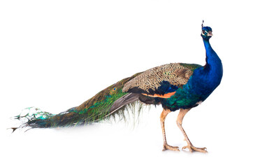 peacock © cynoclub