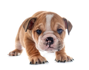 puppy english bulldog