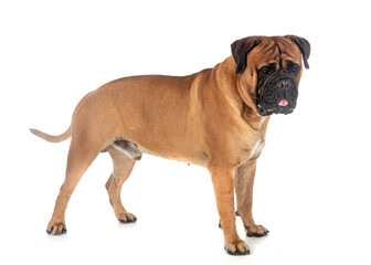 young bullmastiff in studio