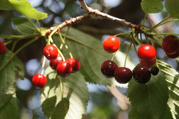 close up of  red cherries on a tree branch