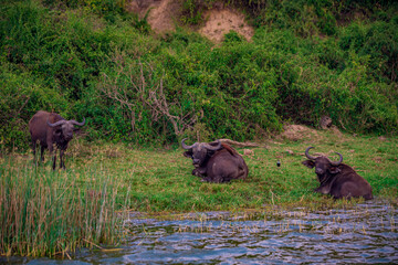 buffalo in the savannah