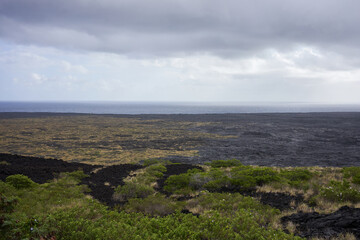 Fototapeta na wymiar New vegetation on the coastal lava field on the Big Island in Hawaii. Island ecosystem transformation via lava.