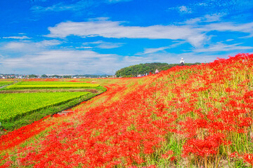 彼岸花の風景