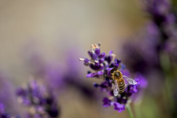 honey bee perching on a lavender flower