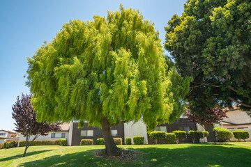Mayten tree, Maytenus boaria, a very attractive evergreen weeping tree, native from South America