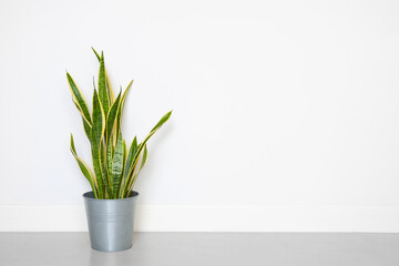Snake plant in pot decor in living room with copy space