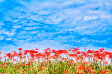 彼岸花の風景