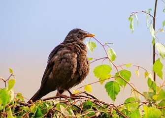 Amsel in der Abendsonne