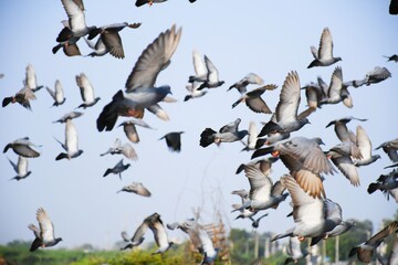 Domestic pigeons / feral pigeon (Gujarat - India) flock in flight against blue sky