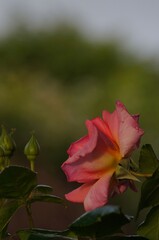pink-orange rose with soft focus natural background 