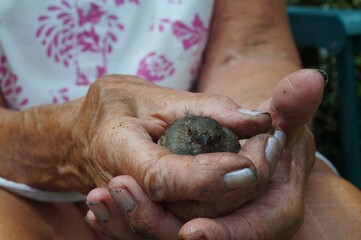 hands of a woman caring for a young bird