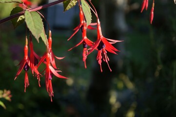 Close up of red Fuchsia flowers on a dark natural background