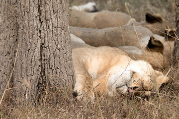 Lions resting in the afternoon heat. Tanzania.