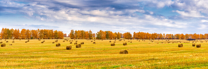 Picturesque autumn landscape with beveled field and straw bales in cloudy day. Beautiful agriculture background, wonderful nature, rustic life concept. Panoramic view, banner, wide format