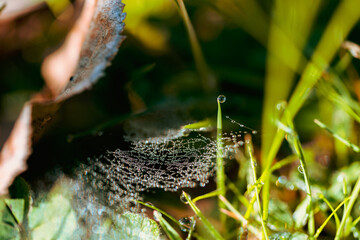 Spider web and water bubble 