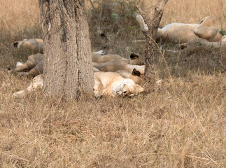 Lions resting in the afternoon heat. Tanzania.