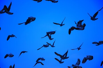 Domestic pigeons / feral pigeon (Gujarat - India) flock in flight against blue sky