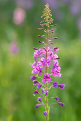 Chamaenerion angustifolium flower or fireweed on sunny summer day