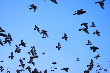 Domestic pigeons / feral pigeon (Gujarat - India) flock in flight against blue sky