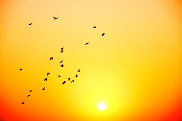 Domestic pigeons / feral pigeon (Gujarat - India) flock in flight against blue sky