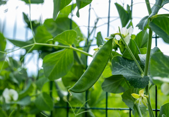 Growing peas in the garden.close up young green peas in the garden