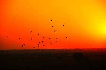 Obraz premium Domestic pigeons / feral pigeon (Gujarat - India) flock in flight against blue sky