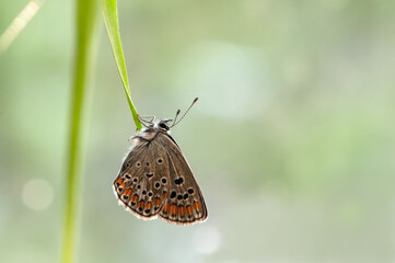 The common blue butterfly Polyommatus icarus  on a glade on a summer day on a blade of grass