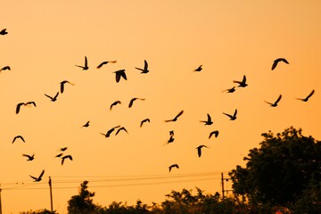 Domestic pigeons / feral pigeon (Gujarat - India) flock in flight against blue sky