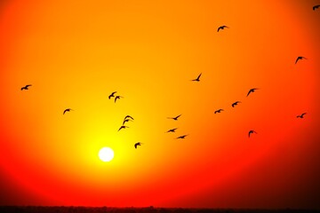 Domestic pigeons / feral pigeon (Gujarat - India) flock in flight against blue sky