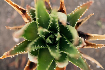 Aloe vera plant in a garden