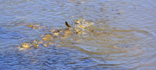 School of fish in the form of a tornado