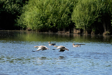 A group of gray geese, dark gray-brown goose, swim in the water