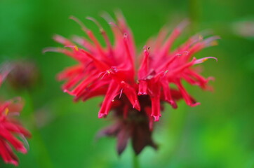 Unique red bee balm flower aka Monarda, shallow depth of field