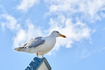 A seagull sits against the blue sky in the sun