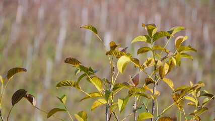 Autumn tree against vineyard